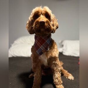 The Foggy Dog Plaid Flannel Dog Bandana